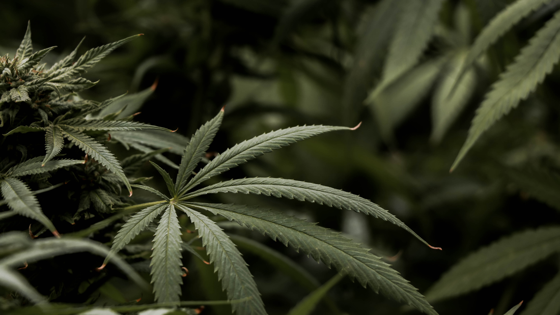 The Power of Hemp Cosmetics: Why This Underdog Ingredient is Revolutionizing Skincare