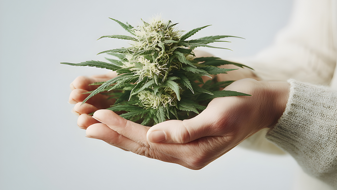 Hemp Benefits for Skin & Hair Why This Ancient Ingredient Is Making a Modern Comeback